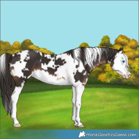 Horse Color:White Spotted Liver Chestnut Splash 