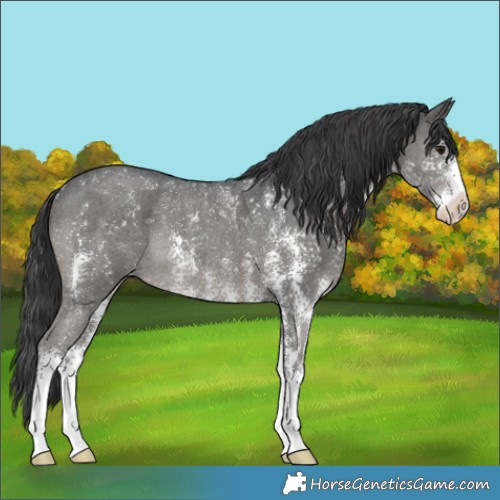 Horse Color:Black Sabino Rabicano 