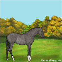 Horse Color:Grullo Rabicano 