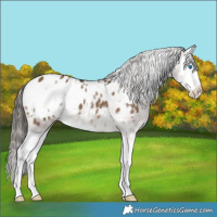 Horse Color:White Spotted Liver Red Dun Splash Appaloosa 