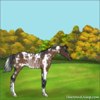 Horse Color:White Spotted Brown Rabicano 