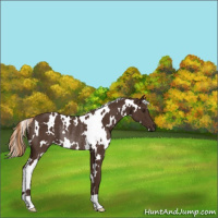 Horse Color:White Spotted Liver Chestnut Rabicano