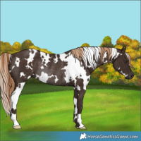 Horse Color:White Spotted Liver Chestnut Rabicano 