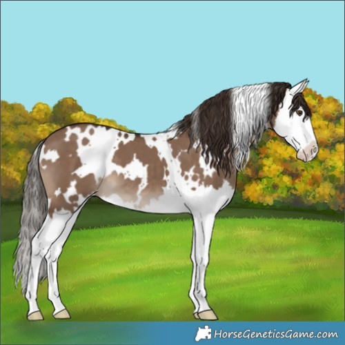 Horse Color:White Spotted Liver Red Dun Splash 