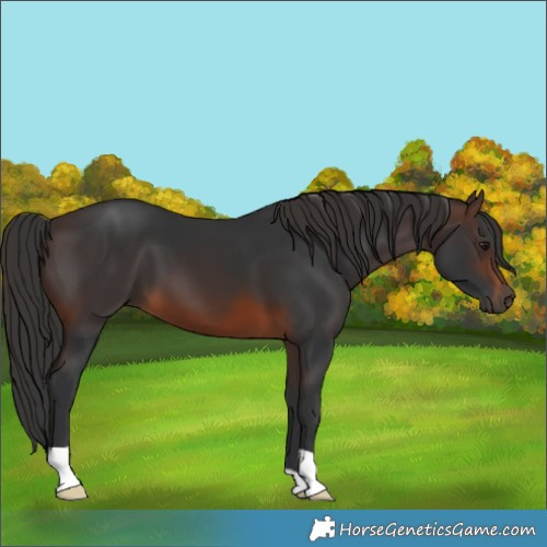 Horse Color:Brown 