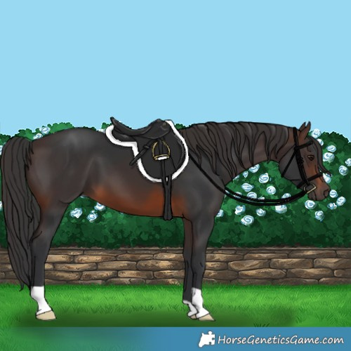 Horse Color:Brown 