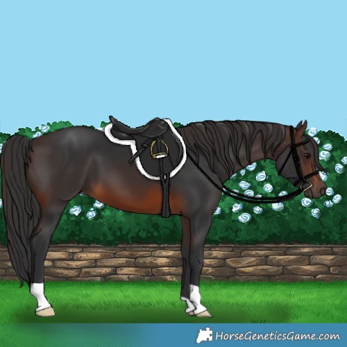 Horse Color:Brown 