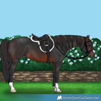 Horse Color:Brown 