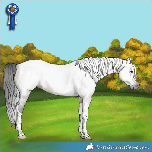 Horse Color:Gray Brown Dun Tobiano 