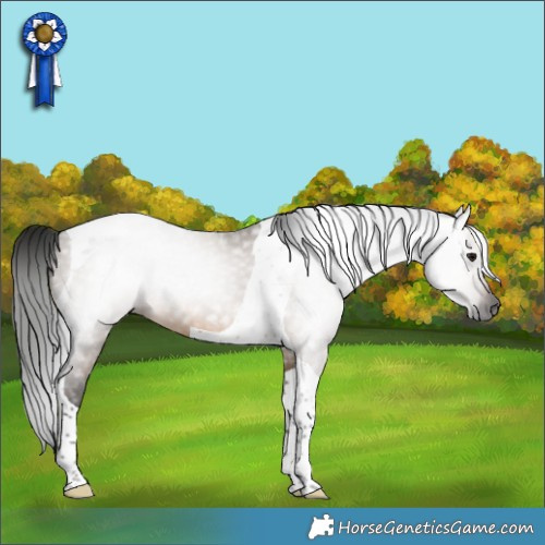 Horse Color:Gray Brown Dun Tobiano 