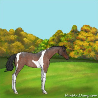 Horse Color:Bay Roan Tobiano 