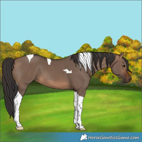 Horse Color:Brown Dun Tobiano 