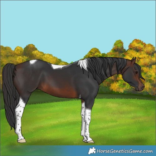 Horse Color:Brown Tobiano 