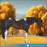 Horse Color:Brown Tobiano