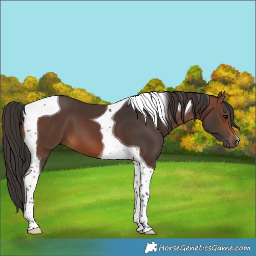 Horse Color:Brown Tobiano 