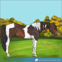 Horse Color:Brown Tobiano 