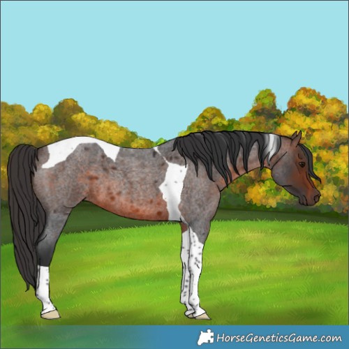 Horse Color:Brown Roan Tobiano 