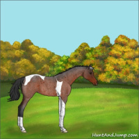 Horse Color:Brown Roan Tobiano