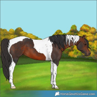 Horse Color:Brown Tobiano 