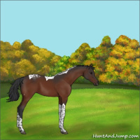 Horse Color:Bay Tobiano 
