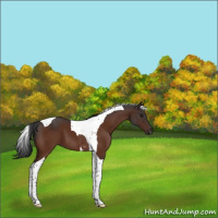 Horse Color:Brown Tobiano 