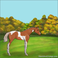 Horse Color:Silver Bay Tobiano 