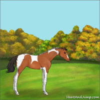 Horse Color:Bay Tobiano 