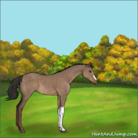 Horse Color:Liver Red Dun 