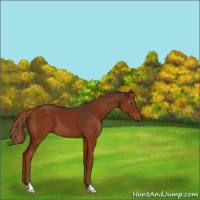 Horse Color:Gray Chestnut 