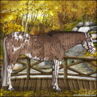Horse Color:Liver Chestnut Sabino Splash Appaloosa  and Liver Chestnut Sabino Splash Appaloosa