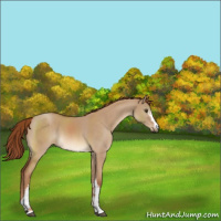 Horse Color:White Spotted Red Dun