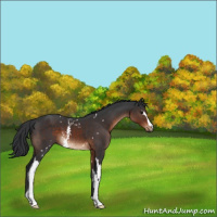 Horse Color:White Spotted Brown 