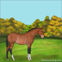 Horse Color:Bay Rabicano 