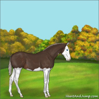 Horse Color:Liver Chestnut Splash 