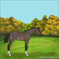 Horse Color:Brown Dun
