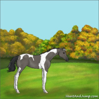 Horse Color:Grullo Tobiano 