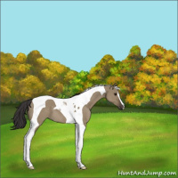 Horse Color:Smoky Grullo Tobiano 
