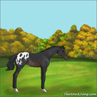 Horse Color:Brown Appaloosa 