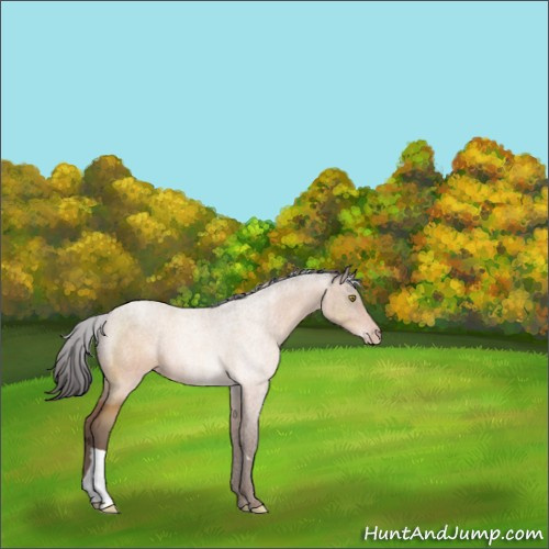 Horse Color:Sable Champagne 