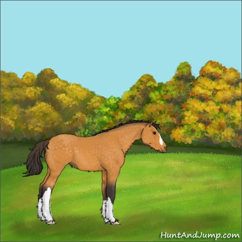 Horse Color:Buckskin 