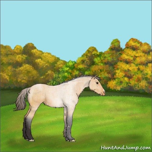Horse Color:Buckskin Appaloosa 