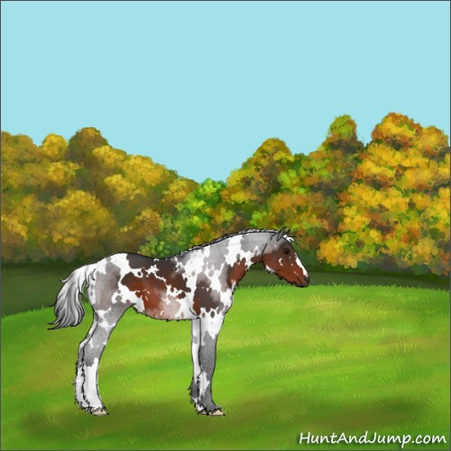 Horse Color:White Spotted Brown 