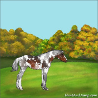 Horse Color:White Spotted Brown 