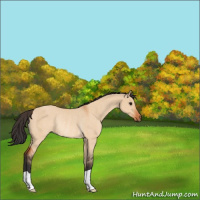 Horse Color:Bay Dun Rabicano