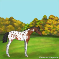 Horse Color:Bay Tobiano Appaloosa 