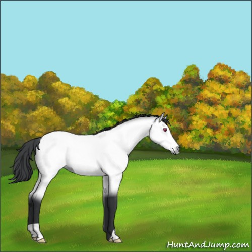 Horse Color:Bay Chinchilla 