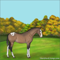 Horse Color:Bay Dun Sabino Splash Appaloosa