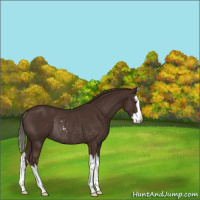 Horse Color:Liver Chestnut Sabino Splash Rabicano 
