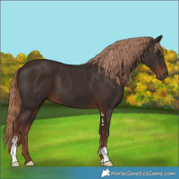 Horse Color:Liver Chestnut Sabino