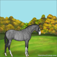 Horse Color:Blue Roan Sabino Rabicano 